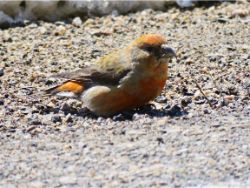 Red Crossbill